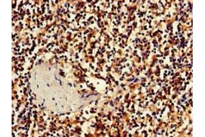 Immunohistochemistry of paraffin-embedded human spleen tissue using ABIN7155629 at dilution of 1:100 (BBX anticorps  (AA 62-292))
