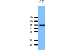 Western blot analysis of Human HeLa cell lysates showing detection of Calnexin protein using Rabbit Anti-Calnexin Polyclonal Antibody . (Calnexin anticorps  (C-Term) (Atto 390))