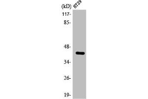 Western Blot analysis of HT29 cells using ABHD7 Polyclonal Antibody (EPHX4 anticorps  (Internal Region))