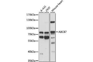 Western blot analysis of extracts of various cell lines, using  antibody (ABIN7265735) at 1:1000 dilution. (ABCB7 anticorps  (AA 503-753))