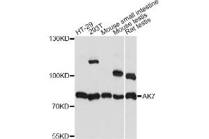 Western blot analysis of extracts of various cell lines, using AK7 antibody. (Adenylate Kinase 7 anticorps)