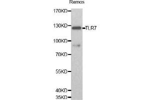 Western blot analysis of Ramos cell lysate using TLR7 antibody. (TLR7 anticorps  (AA 30-230))