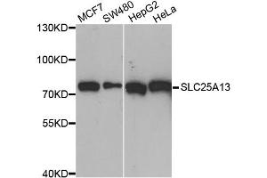 Western blot analysis of extracts of various cell lines, using SLC25A13 antibody. (slc25a13 anticorps)
