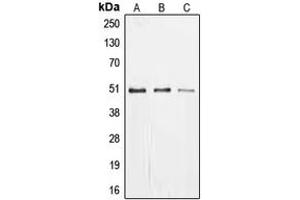 anti-EGR1 + EGR2 (C-Term) antibody