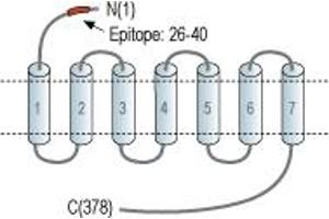anti-Chemokine (C-C Motif) Receptor 7 (CCR7) (AA 26-40), (Extracellular), (N-Term) antibody