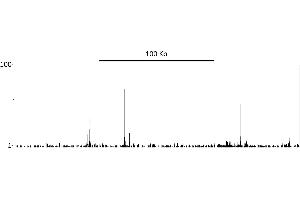 ChIP DNA-Sequencing (ChIP-seq) image for anti-Catenin, beta (CATNB) (AA 760-781) antibody (ABIN7454800)