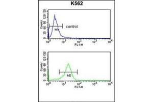 Flow cytometry analysis of K562 cells using OPRM1 Antibody (Center) Cat.