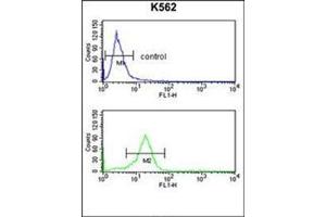 Flow cytometry analysis of K562 cells using OPRM1 Antibody (Center) Cat. (Mu Opioid Receptor 1 anticorps  (Middle Region))