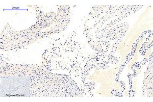 Immunohistochemical analysis of paraffin-embedded mouse heart tissue. (JAK1 anticorps  (pTyr1022))