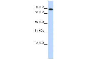 Western Blot showing STAT5B antibody used at a concentration of 1. (STAT5B anticorps  (N-Term))