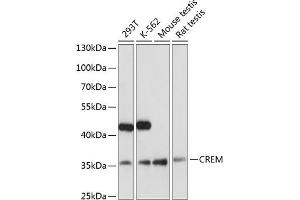 Western blot analysis of extracts of various cell lines, using CREM antibody (ABIN6133609, ABIN6139026, ABIN6139027 and ABIN6221259) at 1:3000 dilution. (CREM anticorps  (AA 1-100))