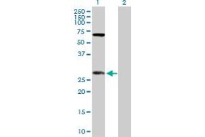 Western Blot analysis of DIABLO expression in transfected 293T cell line by DIABLO MaxPab polyclonal antibody. (DIABLO anticorps  (AA 1-239))
