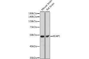 Western blot analysis of extracts of various cell lines, using KE antibody (ABIN6131318, ABIN6142822, ABIN6142825 and ABIN6215129) at 1:1000 dilution. (KEAP1 anticorps  (AA 1-100))