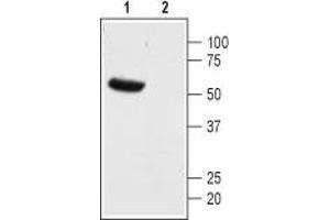 Western blot analysis of mouse heart membranes: - 1. (KCNK13 anticorps  (1st Extracellular Loop))