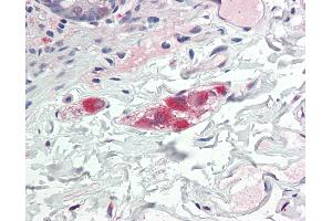 Anti-SCGN / Secretagogin antibody IHC staining of human colon, submocosal plexus.