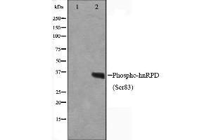 Western blot analysis on HuvEc cell lysate using Phospho-hnRPD(Ser83) Antibody,The lane on the left is treated with the antigen-specific peptide. (HNRNPD/AUF1 anticorps  (pSer83))
