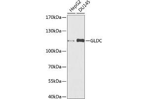 Western blot analysis of extracts of various cell lines, using GLDC antibody (ABIN6132011, ABIN6141119, ABIN6141120 and ABIN6225260) at 1:1000 dilution. (GLDC anticorps  (AA 36-290))