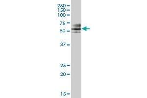 ZNF468 MaxPab polyclonal antibody.