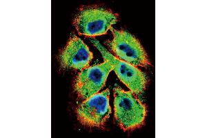 Confocal immunofluorescent analysis of EphB2 Antibody (C-term) (ABIN391920 and ABIN2841730) with  cell followed by Alexa Fluor 488-conjugated goat anti-rabbit lgG (green). (EPH Receptor B2 anticorps  (C-Term))