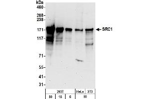 Western Blotting (WB) image for anti-Nuclear Receptor Coactivator 1 (NCOA1) (AA 600-650) antibody (ABIN7454614)