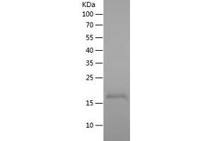 Western Blotting (WB) image for WAP Four-Disulfide Core Domain 3 (WFDC3) (AA 25-160) protein (His tag) (ABIN7125724)