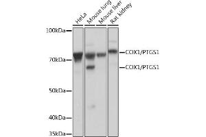 Western blot analysis of extracts of various cell lines, using COX1/PTGS1 Rabbit mAb (ABIN7269575) at 1:1000 dilution. (PTGS1 anticorps)