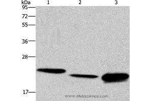 Western blot analysis of Hela cell, mouse liver tissue and Raji cell, using IL19 Polyclonal Antibody at dilution of 1:550 (IL-19 anticorps)