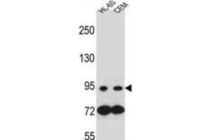 Western Blotting (WB) image for anti-Nucleotide-Binding Oligomerization Domain Containing 1 (NOD1) antibody (ABIN2996386) (NOD1 anticorps)