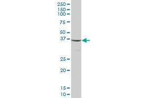 MTIF3 MaxPab polyclonal antibody.