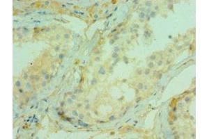 Immunohistochemistry of paraffin-embedded human testis tissue using ABIN7147292 at dilution of 1:100 (CDC5L anticorps  (AA 563-802))