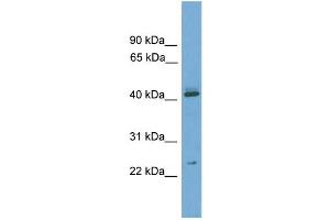 WB Suggested Anti-Rhox6 Antibody Titration:  0. (RHOX6 anticorps  (Middle Region))