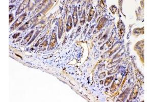 IHC testing of FFPE mouse intestine tissue with PPID antibody at 1ug/ml. (PPID anticorps)