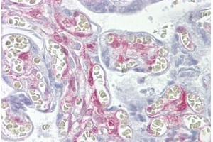 Anti-LGALS1 / Galectin 1 antibody IHC staining of human placenta.
