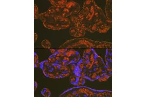 Immunofluorescence analysis of human placenta using PLGF Rabbit mAb (ABIN7269384) at dilution of 1:100 (40x lens). (PLGF anticorps)