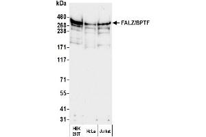 Western Blotting (WB) image for anti-Bromodomain PHD Finger Transcription Factor (BPTF) (AA 1350-1400) antibody (ABIN7454704) (BPTF anticorps  (AA 1350-1400))