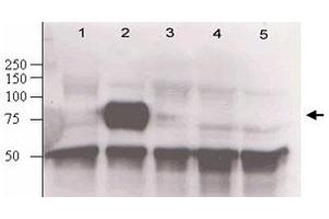 Immunoblotting of Angpt2 polyclonal antibody  was used at a 1:500 dilution to detect mouse Angpt2 in supernatants of mouse-angiopoietin-expressing endothelial cells. (Angiopoietin 2 anticorps  (N-Term))