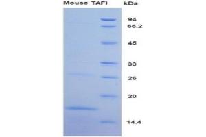 SDS-PAGE analysis of Mouse TAFI Protein.