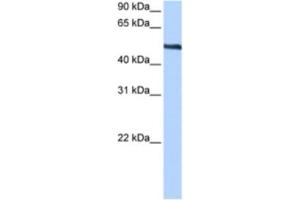 Western Blotting (WB) image for anti-Thyroid Hormone Receptor Interactor 6 (TRIP6) antibody (ABIN2463436) (TRIP6 anticorps)