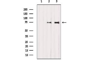 Western blot analysis of extracts from various samples, using BMAL1 Antibody.
