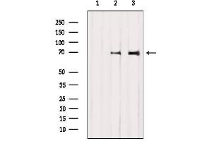 Western blot analysis of extracts from various samples, using BMAL1 Antibody. (ARNTL anticorps  (Internal Region))