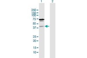 Western Blot analysis of ZNF396 expression in transfected 293T cell line by ZNF396 MaxPab polyclonal antibody. (ZNF396 anticorps  (AA 1-333))