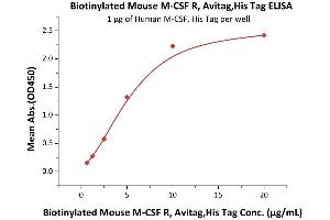 Immobilized Human M-CSF, His Tag (ABIN5674639,ABIN6253718) at 10 μg/mL (100 μL/well) can bind Biotinylated Mouse M-CSF R, Avitag,His Tag (ABIN5674611,ABIN6253702) with a linear range of 0.