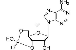 Image no. 1 for Cyclic Adenosine Monophosphate (cAMP) CLIA Kit (ABIN577668) (CAMP Kit CLIA)
