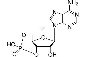 Image no. 1 for Cyclic Adenosine Monophosphate (cAMP) CLIA Kit (ABIN577668)