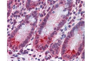 Anti-SPSB2 antibody IHC of human small intestine.