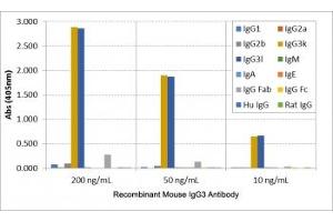 ELISA of mouse immunoglobulins shows the recombinant Mouse IgG3 antibody reacts to both mouse IgG3, kappa and IgG3, lambda (Recombinant Lapin anti-Souris IgG3 Anticorps)