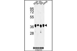 Western blot analysis of ARGLU1 Antibody in A549, HL-60, 293, Jurkat cell line lysates (35ug/lane) (ARGLU1 anticorps  (N-Term))