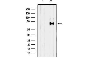 anti-Rho Guanine Nucleotide Exchange Factor 25 (ARHGEF25) (Internal Region) antibody