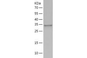 Western Blotting (WB) image for Torsin Family 1, Member A (Torsin A) (TOR1A) (AA 21-332) protein (His tag) (ABIN7125418) (TOR1A Protein (AA 21-332) (His tag))