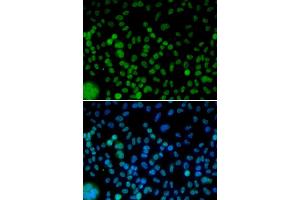 Immunofluorescence (IF) image for anti-Interferon Regulatory Factor 2 (IRF2) antibody (ABIN1873262) (IRF2 anticorps)